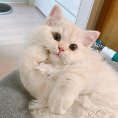 จักพัน ไพสุวรรณ avatar