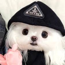 อาลก โลเฮีย avatar